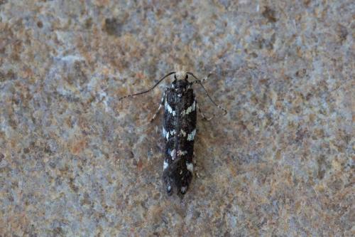 Réf. 237 642 : Eteobalea sp.